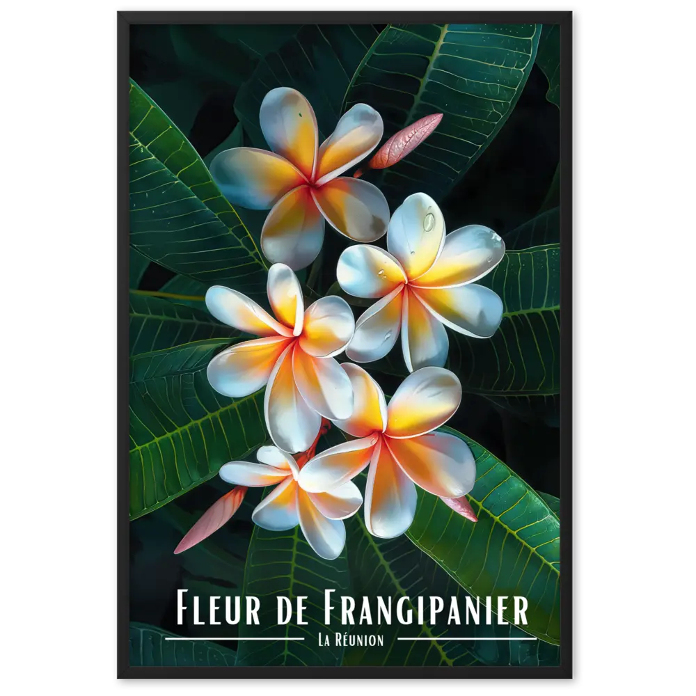 Affiche Fleur de Frangipanier Univ'île