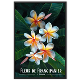 Affiche Fleur de Frangipanier Univ'île