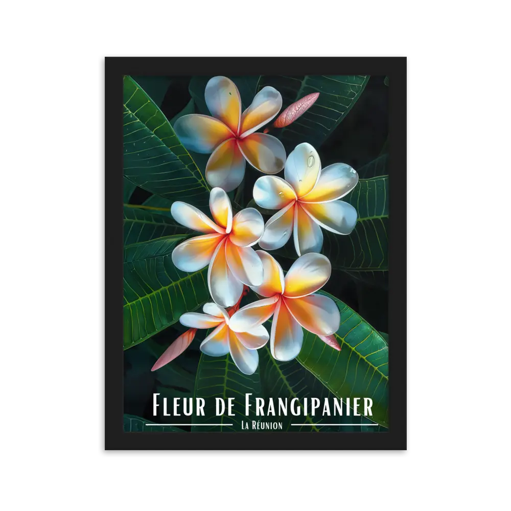 Affiche Fleur de Frangipanier Univ'île