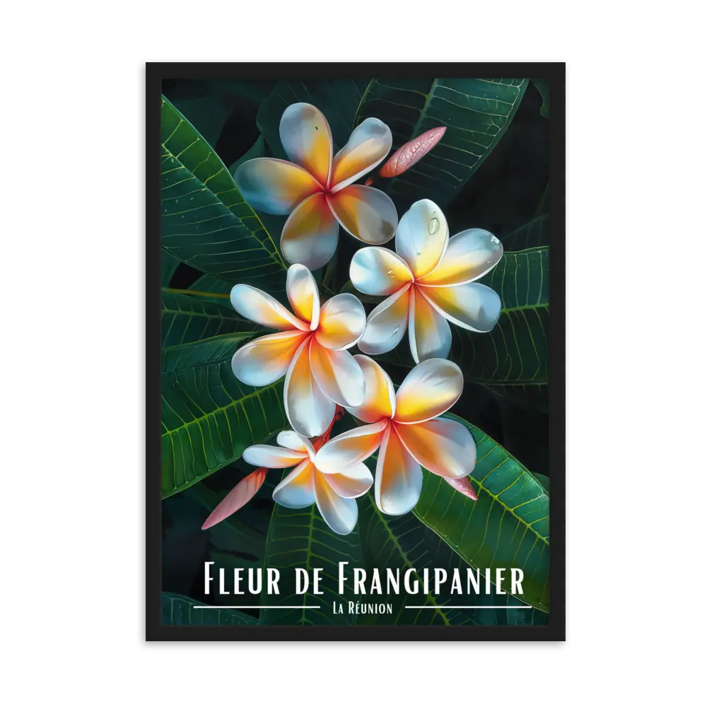 Affiche Fleur de Frangipanier Univ'île