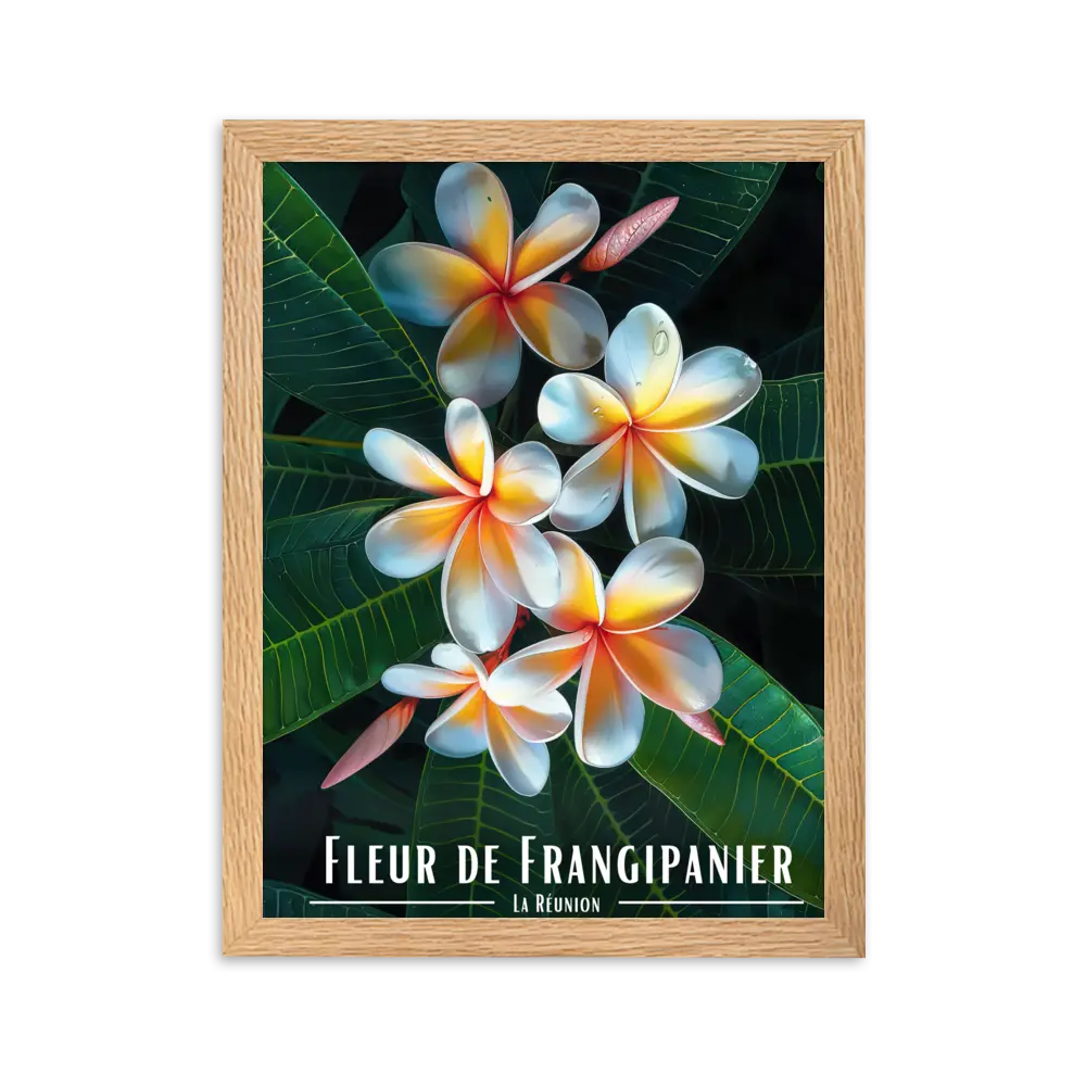 Affiche Fleur de Frangipanier Univ'île