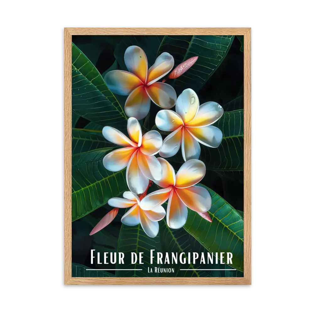 Affiche Fleur de Frangipanier Univ'île