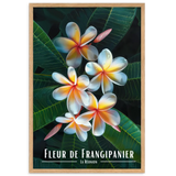 Affiche de La Réunion Fleur de Frangipanier 30 × 40 cm / Sans Cadre - Univile La Réunion