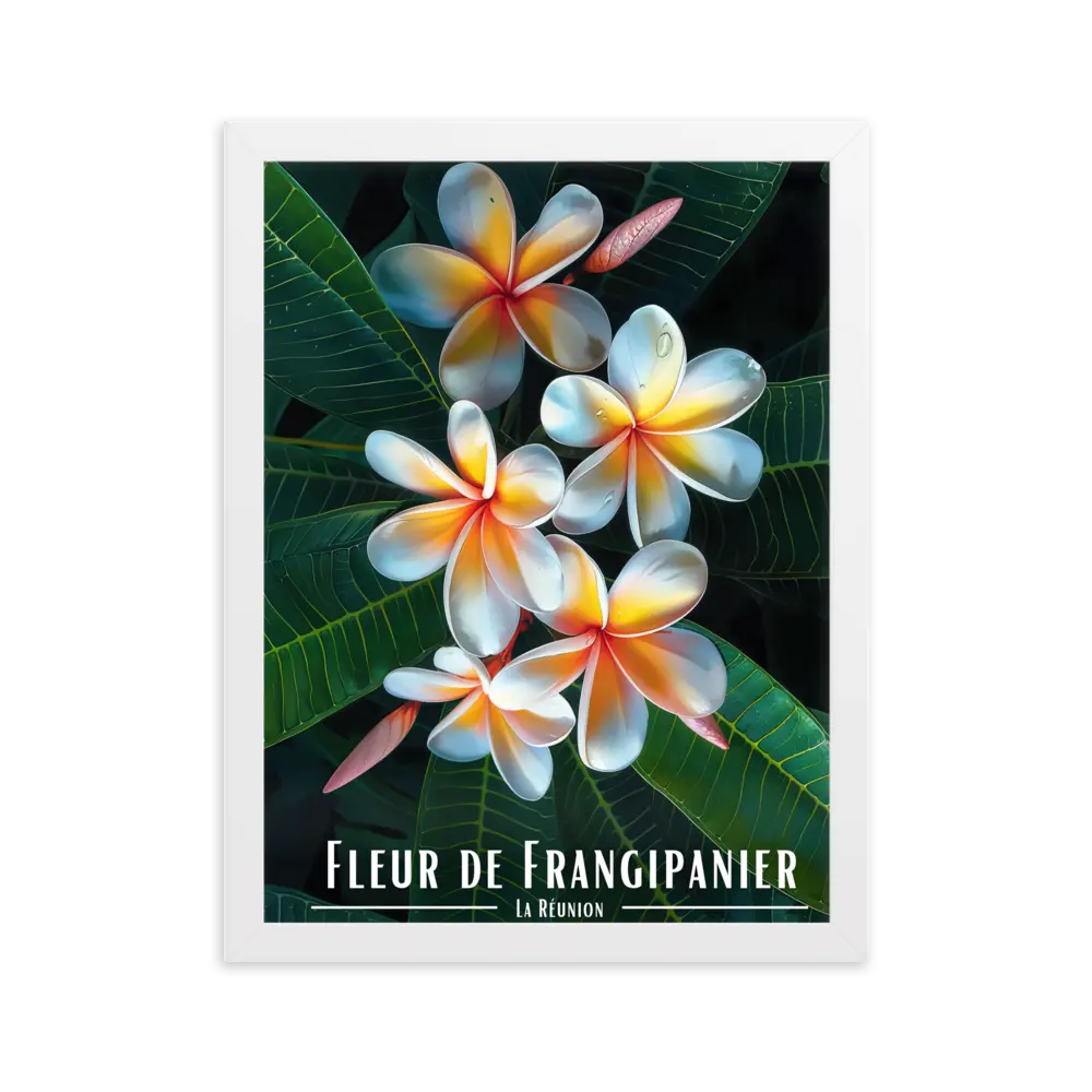 Affiche Fleur de Frangipanier Univ'île