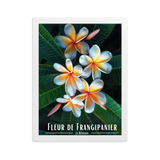 Affiche Fleur de Frangipanier Univ'île