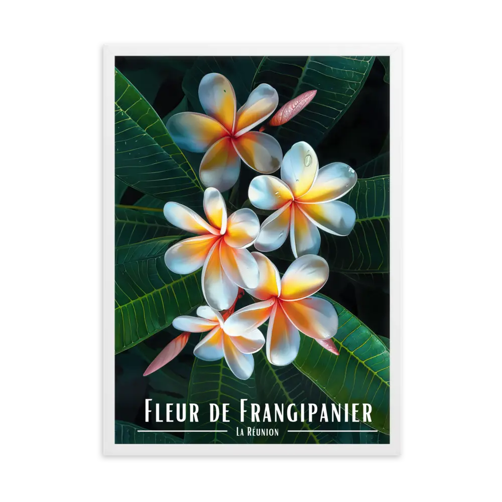 Affiche Fleur de Frangipanier Univ'île