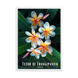 Affiche Fleur de Frangipanier Univ'île