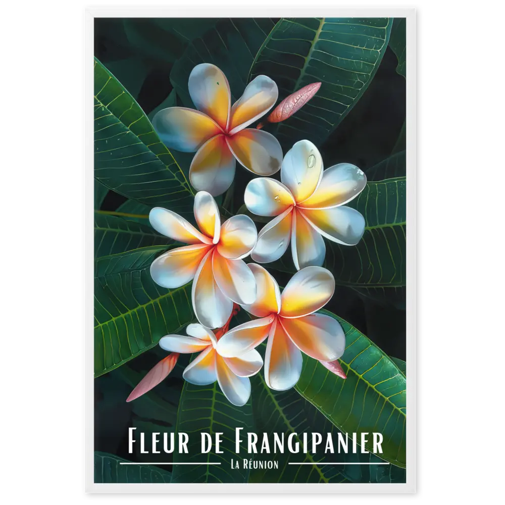 Affiche Fleur de Frangipanier Univ'île