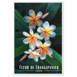 Affiche Fleur de Frangipanier Univ'île