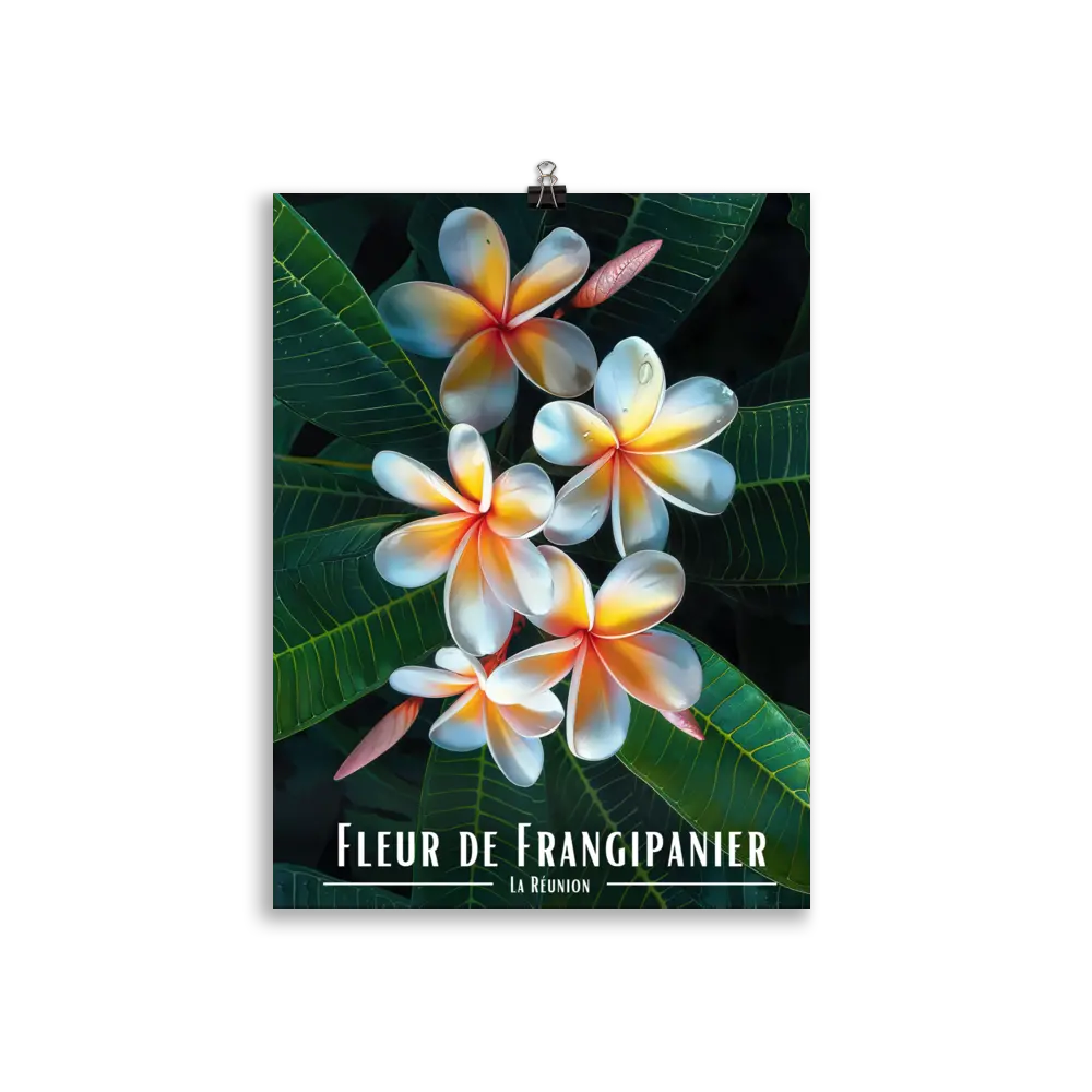 Affiche Fleur de Frangipanier Univ'île