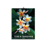 Affiche Fleur de Frangipanier Univ'île